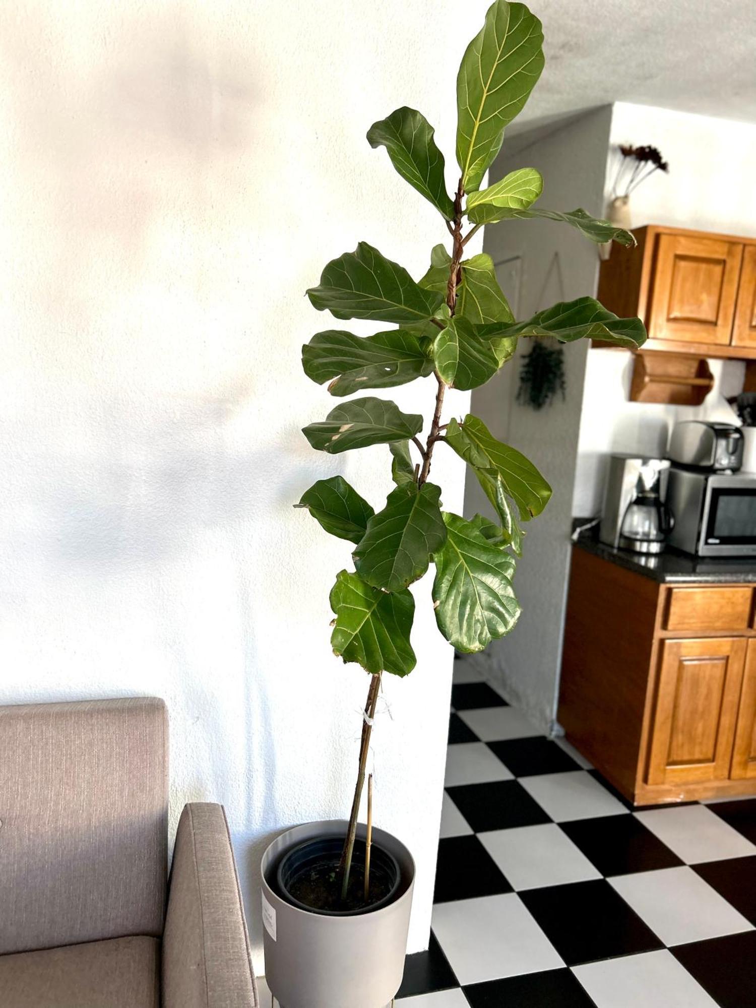 Casa Carlota Apartment *